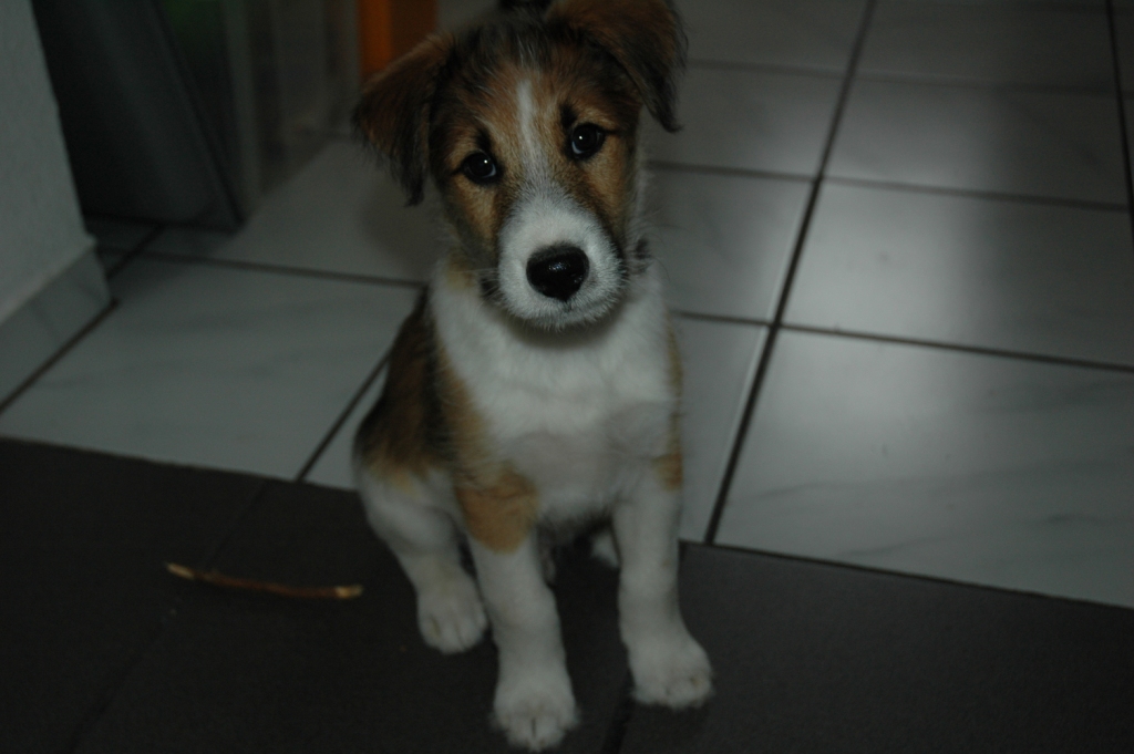 Emil (Belgischer Schäferhund, Foxterrier, Samojede) Belgischer Schäferhund Foxterrier Samojede 